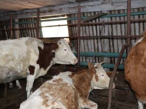 В «Полюсе Холода» родился телёнок Арктика