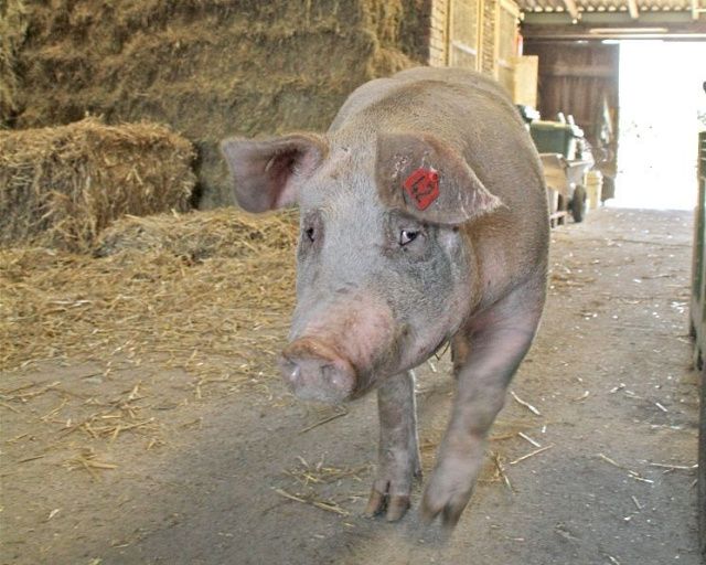 Вирус африканской чумы свиней обнаружили в столовой министерства сельского хозяйства