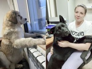 Эпидемия бруцеллеза среди собак в приюте Якутска на подтвердилась