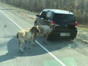 На Вилюйском тракте овчубук напал на авто