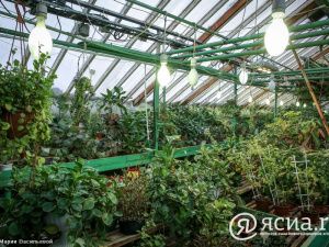 Джунгли в Якутии:  Северный ботанический сад собрал богатую коллекцию тропических растений