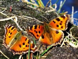 Видеофакт: массовое нашествие бабочек в Якутии