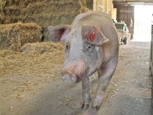 Вирус африканской чумы свиней обнаружили в столовой министерства сельского хозяйства