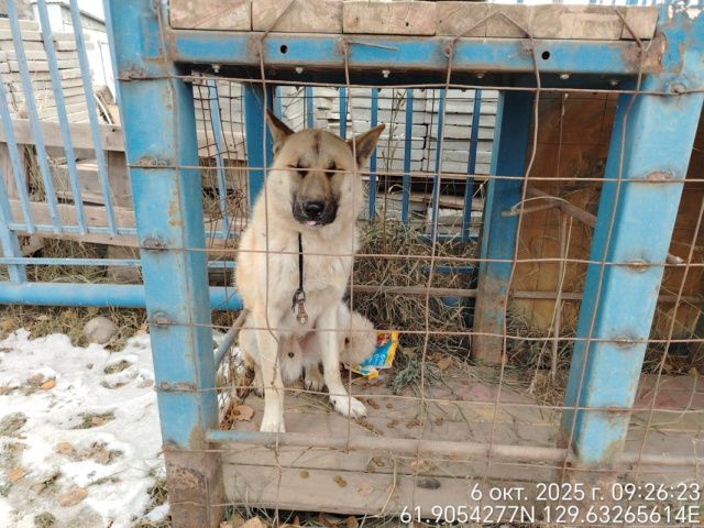 В Якутске с начала года отловили более 1500 безнадзорных собак
