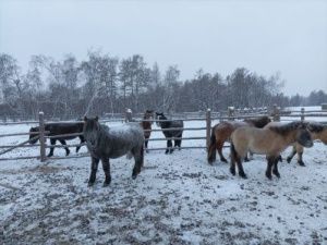 На якутском «гектаре» развивают традиционное коневодство