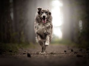 В Оймяконском улусе женщина получила перелом со смещением, когда ее сбила с ног бездомная собака