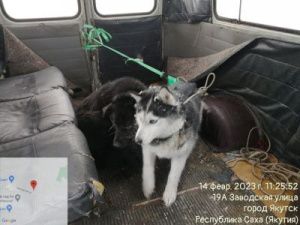 В селе Пригородное стая собак разорвала в клочья щенка