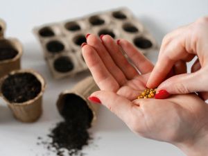 В Якутии Россельхознадзор выявил нелегальные семена в 15 из 23 проверенных магазинов