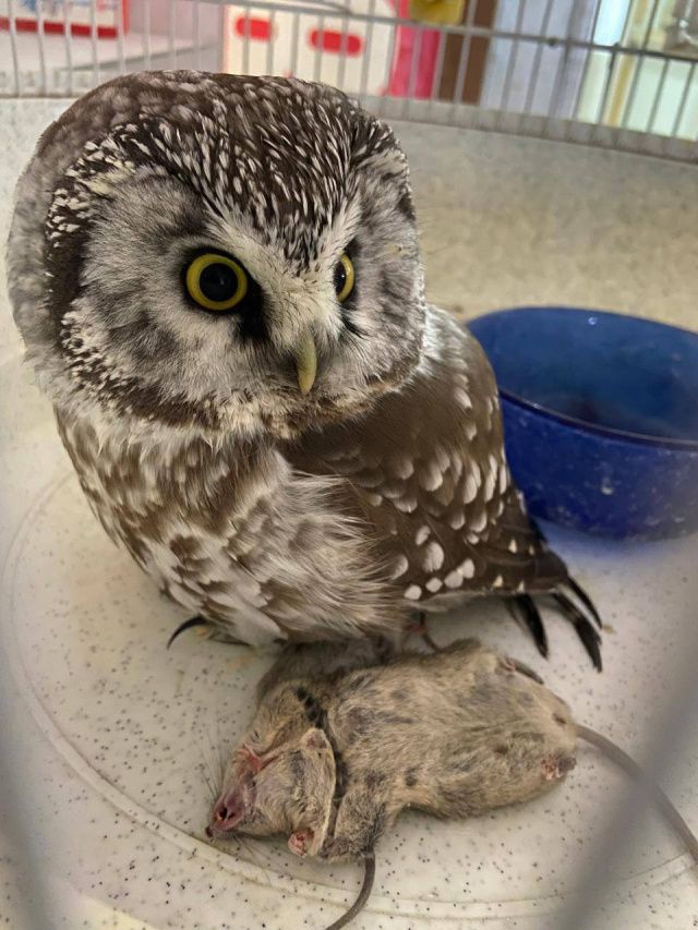 Пернатый найденыш