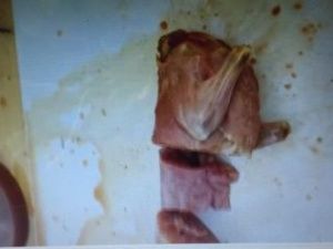 В Якутии продают шашлык из кошатины?