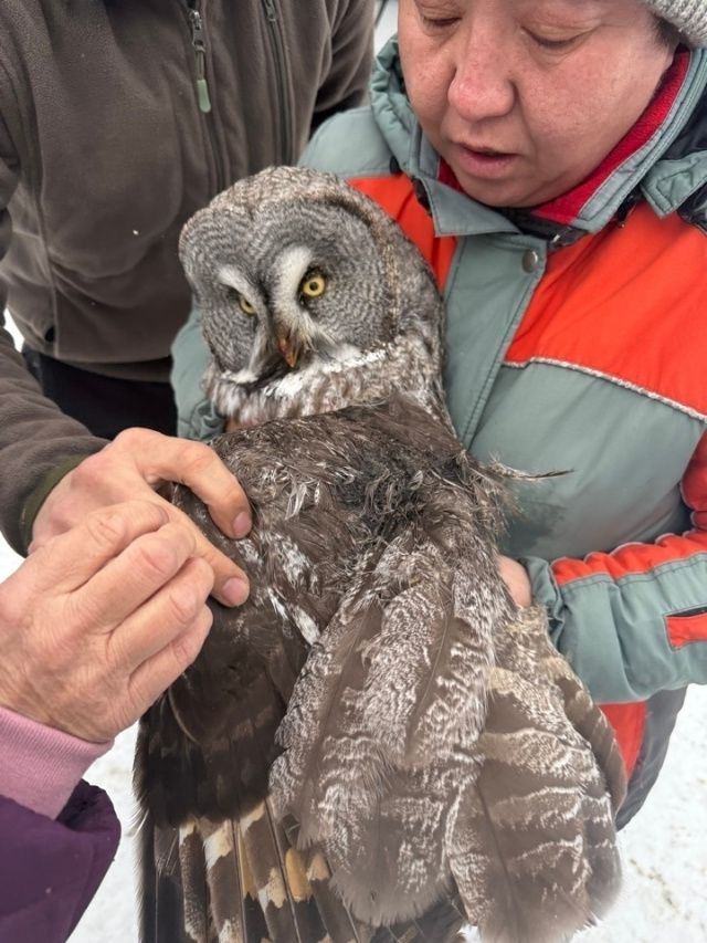 На трассе «Колыма» неравнодушные якутяне спасли сову с переломом крыла