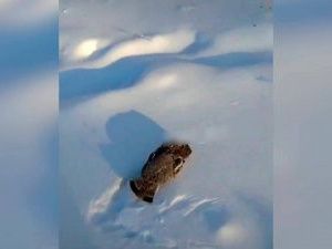 Биологи объяснили гибель животных и птиц в холода в Якутии