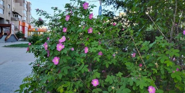 Грозы добавят яркости сегодняшней погоде в Якутии