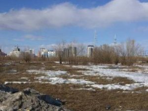 Трупы животных обнаружили на Зеленом лугу в Якутске