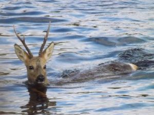 Якутянин убил косулю, переплывавшую реку. Возбуждено уголовное дело