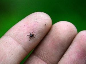 В Якутии от клещей пострадали десять человек
