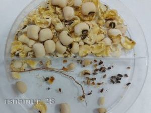 В Якутию из Новосибирской области завезли партию белой фасоли, зараженной жуками