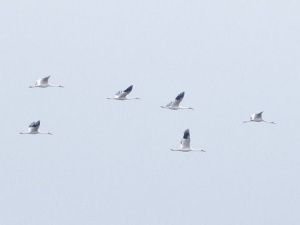 Якутские учёные зафиксировали осенний пролёт рекордного количества краснокнижных стерхов