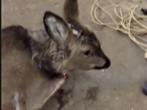 В Жатае косулю ранили собаки — ее пытаются спасти ветеринары