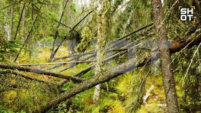 «Пьяные леса» могут оставить Якутию и Восточную Сибирь примерно без 100 тысяч гектаров деревьев