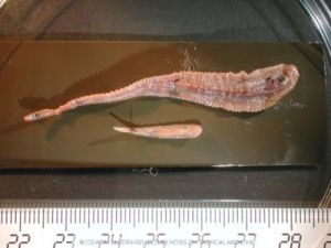 Шок! Экзотический паразит появился в Якутии