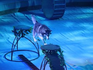 В Якутске прошло благотворительное мероприятие «Твори добро!»