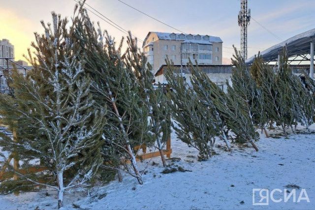 В Якутске стартовала продажа натуральных ёлок