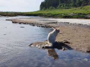 Глобальное потепление: нетающий ледник Булуус растаял