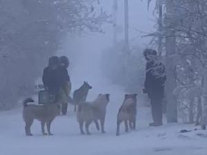 Депутаты Якутской городской Думы предлагают не выпускать собак из приюта