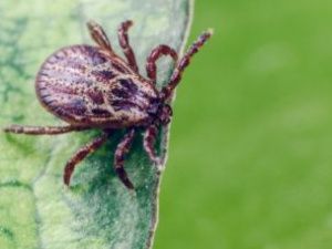 В Якутии с начала сезона зарегистрировано 205 случаев укуса людей клещами