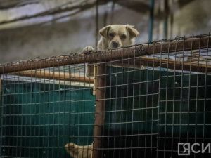 В пункт передержки Якутска с начала года доставили 1580 безнадзорных собак
