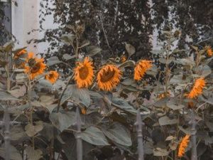 В ночь на среду в Якутске ожидается небольшой дождь