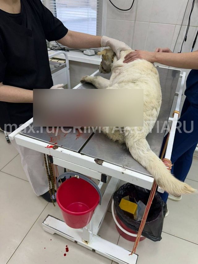 В Якутске люди на машине задавили щенка, жестоко испинали и оставили умирать