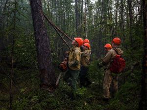 В Якутии за сутки потушили 17 лесных пожаров