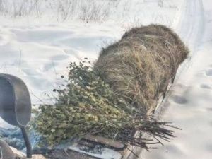 В парке «Ленские столбы» инспекторы кормят диких животных