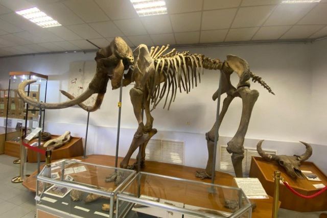 Эксперты обсудили продвижение образа мамонта как символа Арктики