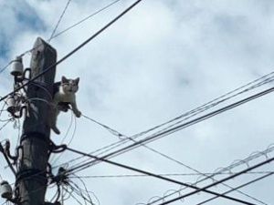 В Амге сотрудники МЧС спасли кошку, сидевшую на столбе