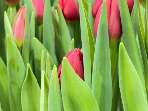 К 8 Марта: семья из Бердигестяха вырастила 5000 тюльпанов редких сортов в суровом климате Якутии