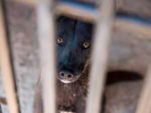 В департаменте ветеринарии Якутии рассказали о бруцеллезе в ППЖ