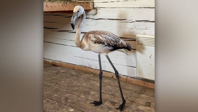 Розового фламинго Гришу отправили самолетом в зоопарк Красноярска