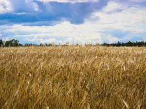 Более 4,6 тысяч тонн зерновых собрано в Якутии