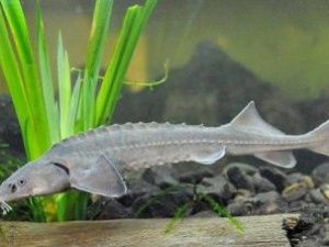 В Якутии за вылов сибирского осетра возбуждено уголовное дело