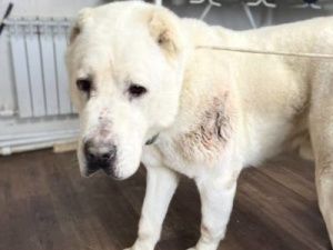 Внимание! Разыскивается хозяин злой собаки