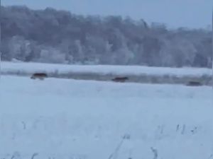Минэкологии Якутии: на Зеленом лугу бегали не волки, а бездомные собаки