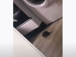 В Якутске семью с тремя детьми терроризируют... крысы