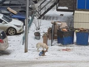 В Якутске собака ест собаку — телеграм