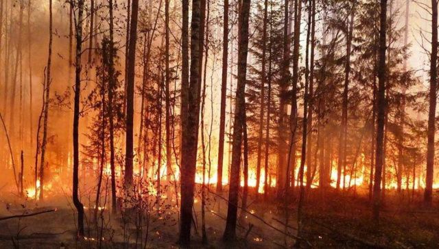 В Якутии действуют четыре крупных лесных пожара