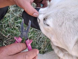 Житель Якутии вместо рыбы поймал на крючок... собственную собаку