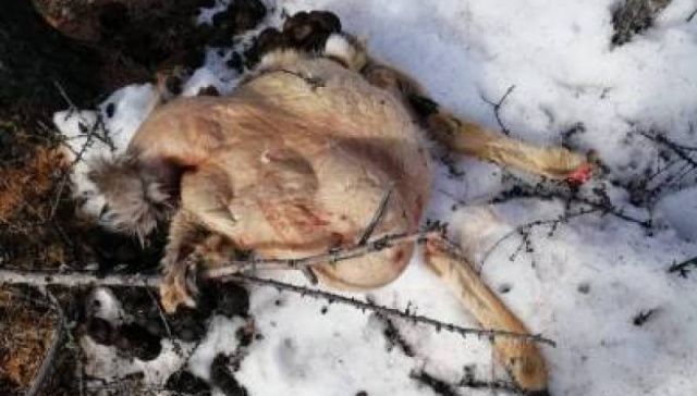 В Якутии задержан браконьер