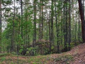 Выдача разрешений на охоту приостановлена в Якутии